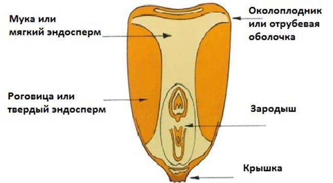 Комплексная переработка зерна